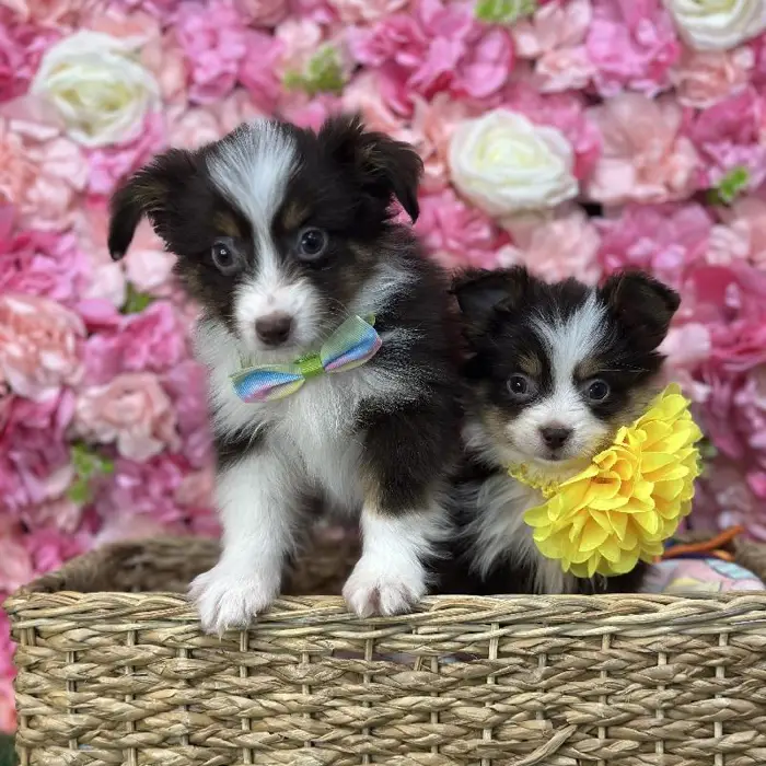 Male Toy Australian Shepherd Puppy for Sale in Saugus, MA