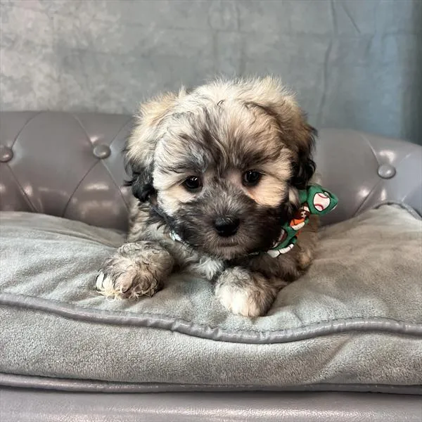 Male Shih-Poo puppy named Bobby for sale at Pet Express Saugus.