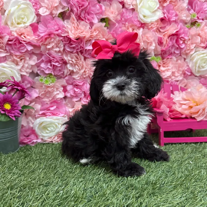 Female Lhasa-Poo Puppy for Sale in Braintree, MA