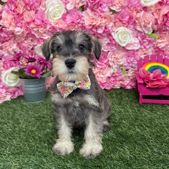 Male Miniature Schnauzer Puppy for Sale in Braintree, MA