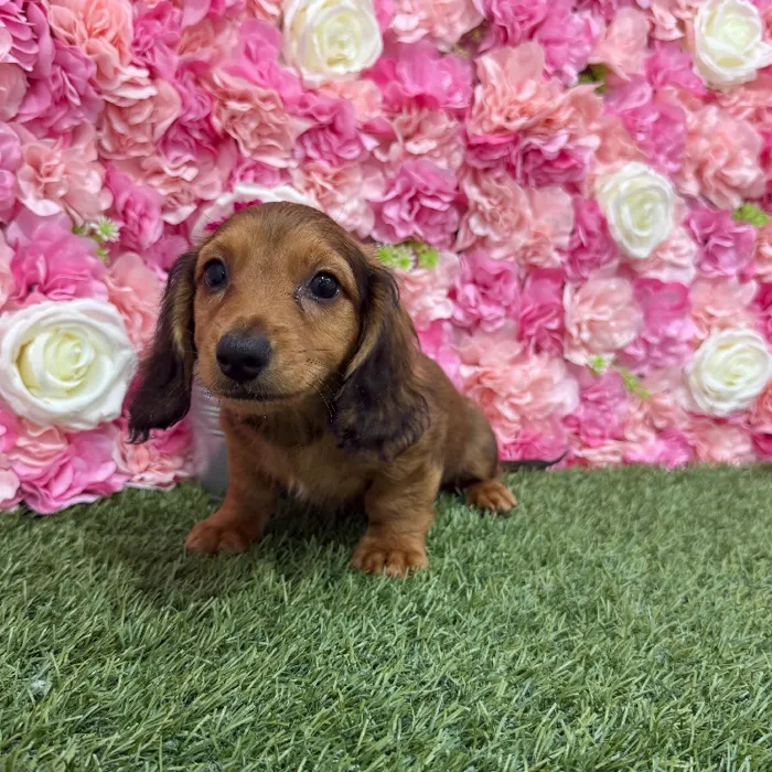 Male Dachshund Puppy for Sale in Braintree, MA