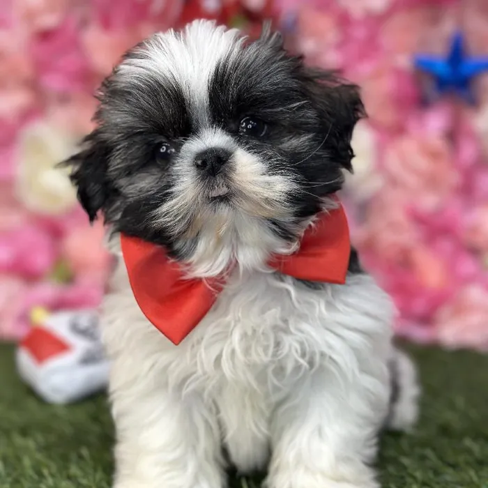 Male Shih Tzu Puppy for Sale in Saugus, MA