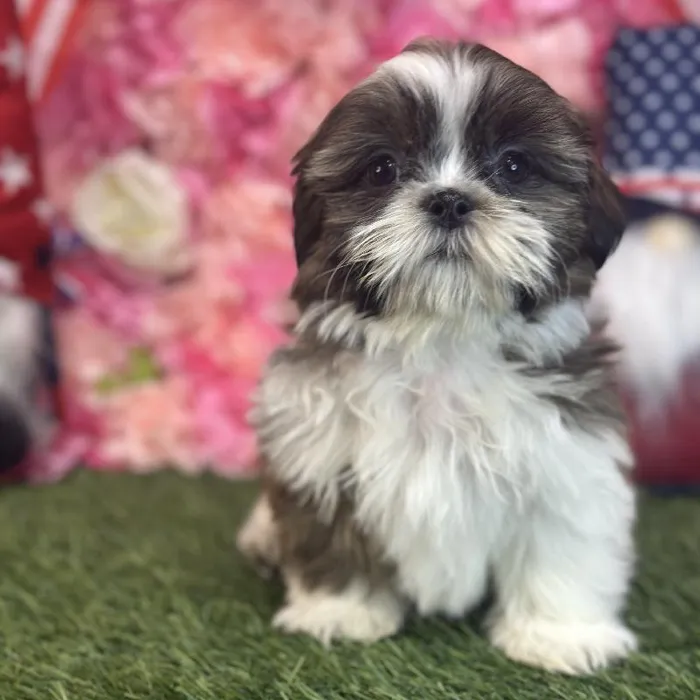 Male Shih Tzu Puppy for Sale in Saugus, MA