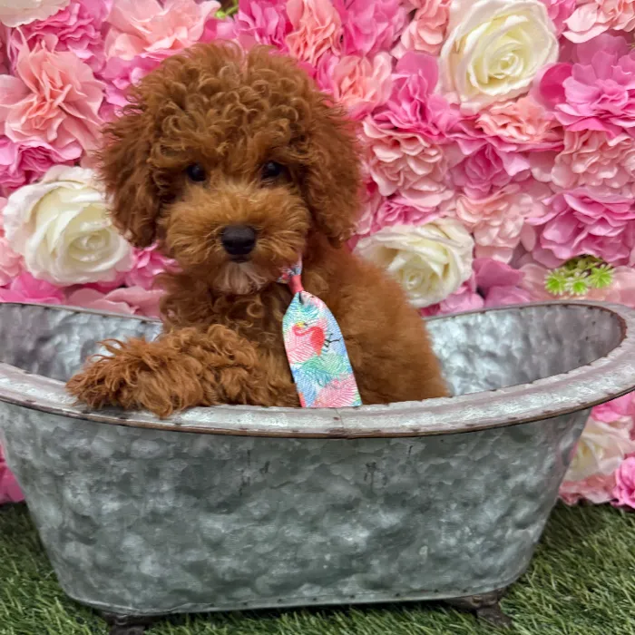 Male Poodle Toy Puppy for Sale in Braintree, MA