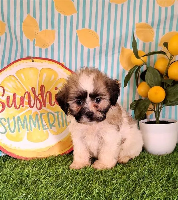 Male Teddy Bear (Zuchon) puppy named Lars for sale at Pet Express Saugus.