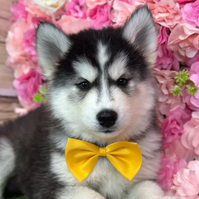 Male Siberian Husky puppy named Ramon for sale at Pet Express Saugus.