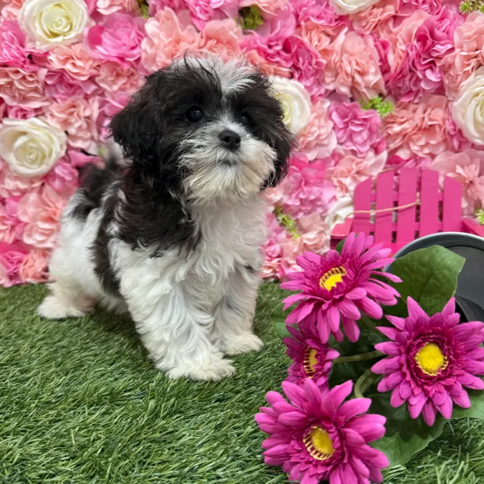 Female Shih-Poo Puppy for Sale in Braintree, MA