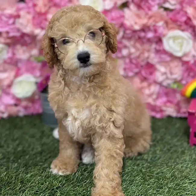 Male Poodle (MINI) Puppy for Sale in Braintree, MA