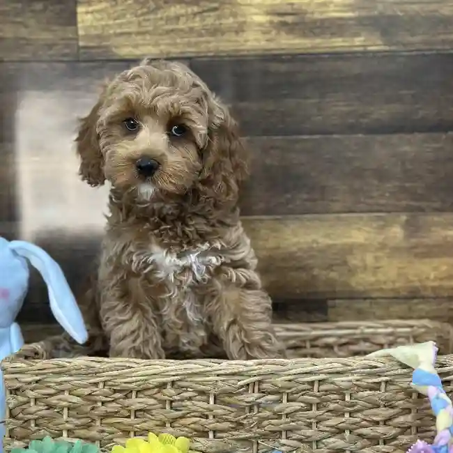 Female Cockapoo Puppy for Sale in Saugus, MA