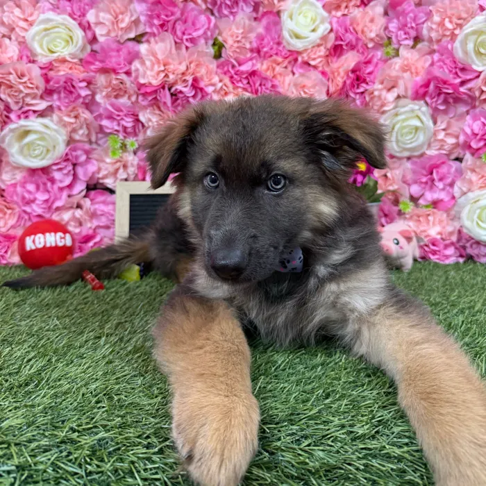 Male German Shepherd Dog puppy named King for sale at Pet Express Braintree.