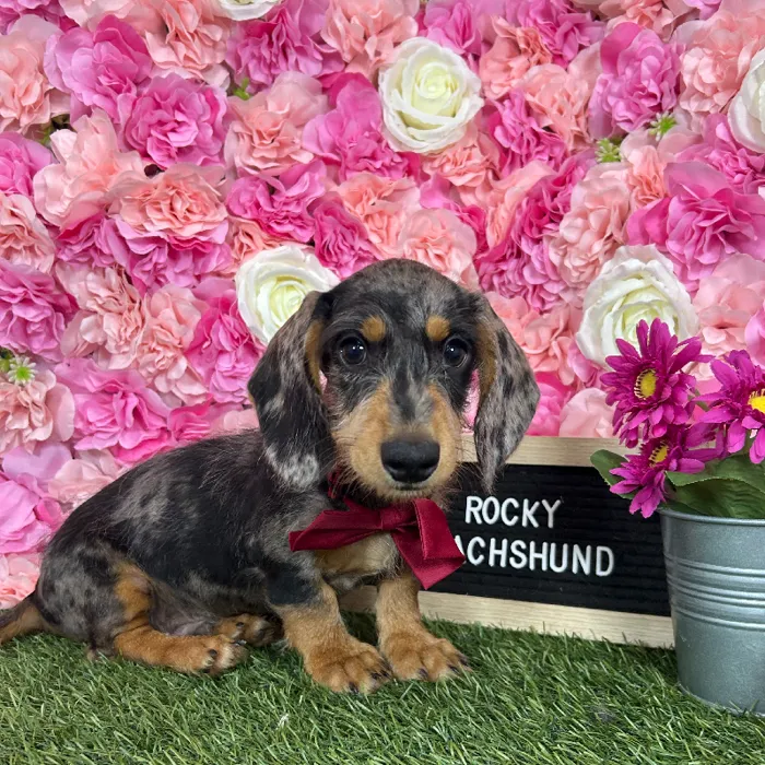 Male Dachshund puppy named Rocky for sale at Pet Express Braintree.