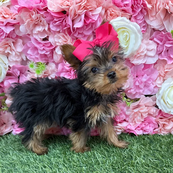Female Yorkshire Terrier Puppy for Sale in Braintree, MA