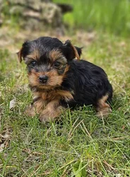 car_main_img_/media/ap_media/pets/UHHPEDREFRXE189691.webp.250x250_q85.webp