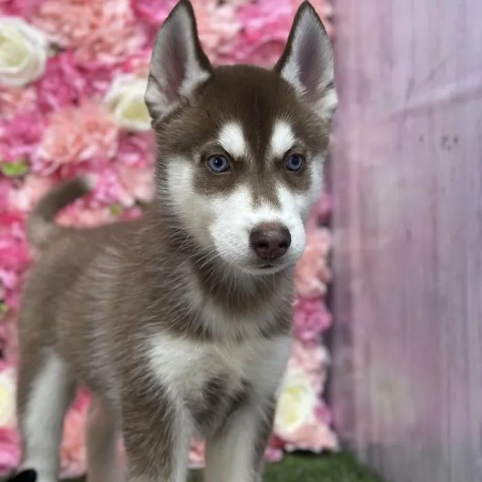 Male Siberian Husky Puppy for Sale in Saugus, MA