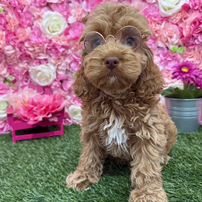 Female Cockapoo Puppy for Sale in Braintree, MA