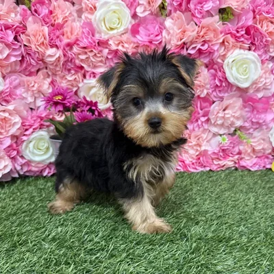 Male Yorkshire Terrier Puppy for Sale in Braintree, MA