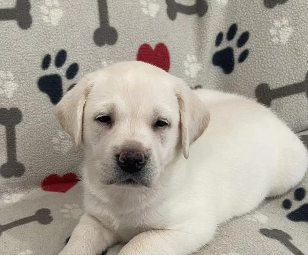 Female Labrador Retriever puppy named Luna for sale at Pet Express Saugus.