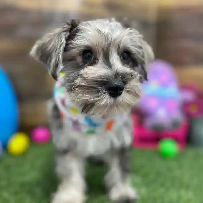 Male Miniature Schnauzer Puppy for Sale in Braintree, MA