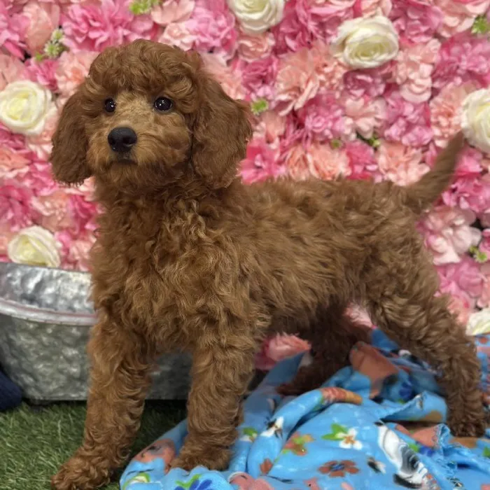 Male Mini Irishdoodle 2nd Gen Puppy for Sale in Saugus, MA