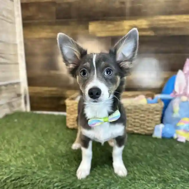 Male Chihuahua Puppy for Sale in Saugus, MA