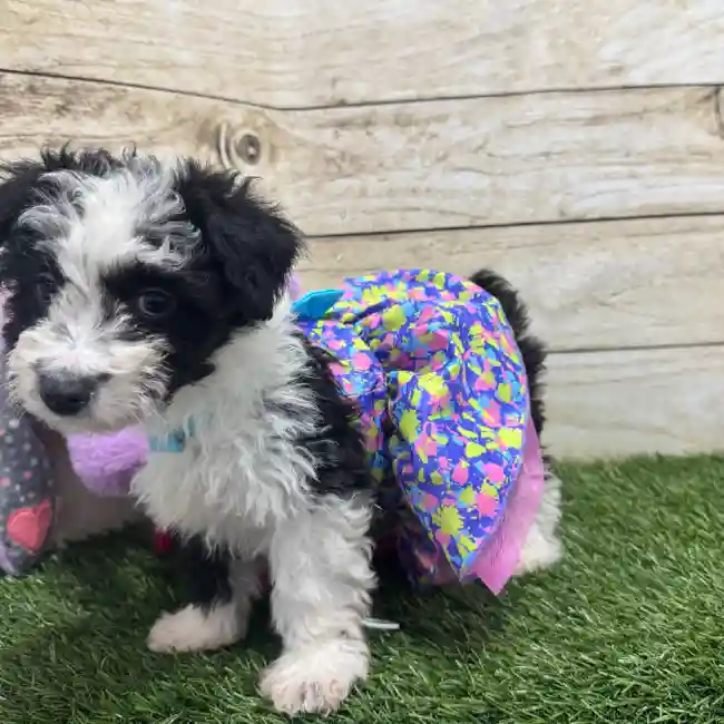 Female Aussiechon Puppy for Sale in Braintree, MA