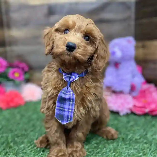 Male Mini Irishdoodle 2nd Gen Puppy for Sale in Braintree, MA