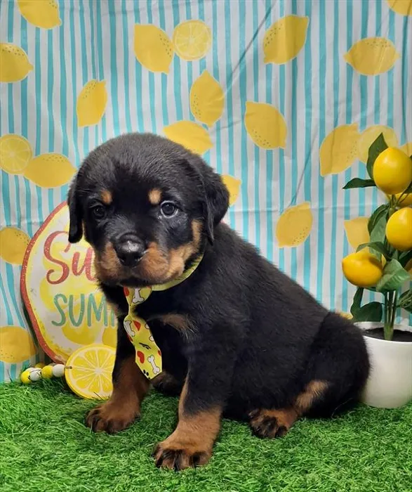 Male Rottweiler puppy named Carlitos for sale at Pet Express Saugus.