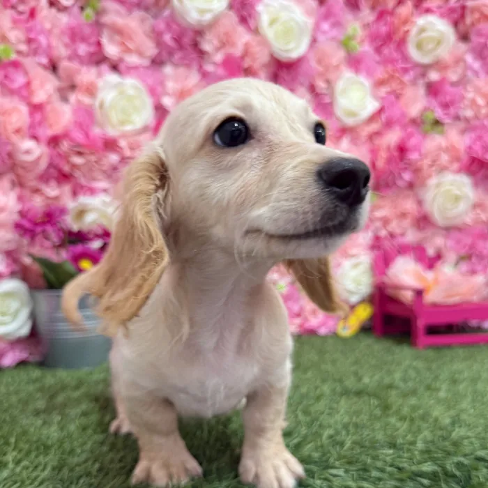 Male Dachshund Puppy for Sale in Braintree, MA