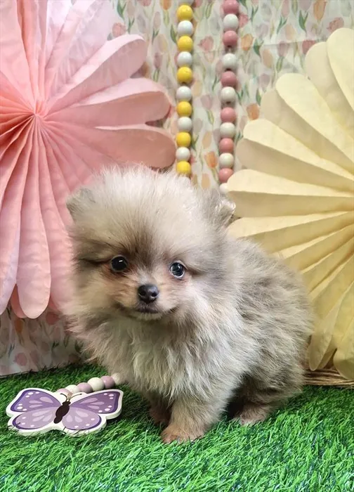 Male Pomeranian puppy named Freddy for sale at Pet Express Saugus.