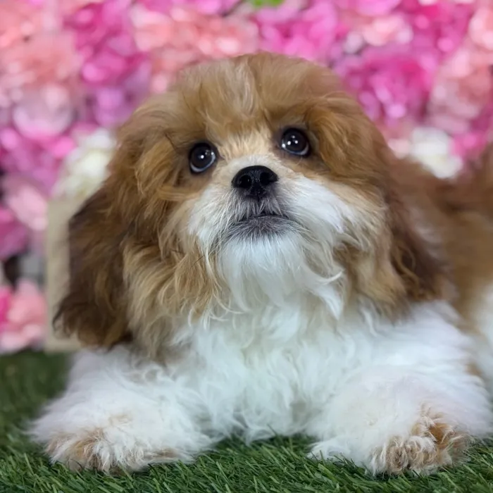 Male Lhasa-Poo puppy named Skipper for sale at Pet Express Saugus.