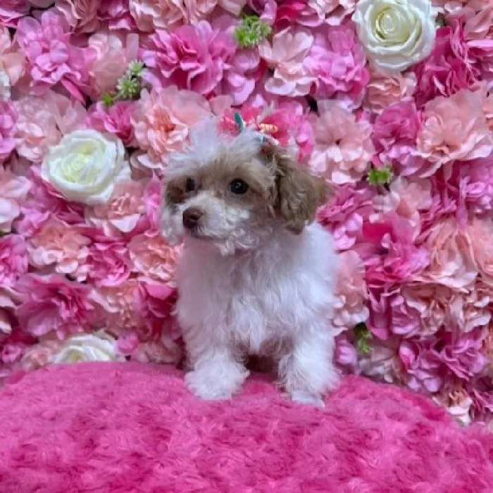 Female Poodle Toy Puppy for Sale in Saugus, MA