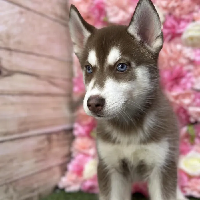 Male Siberian Husky Puppy for Sale in Saugus, MA