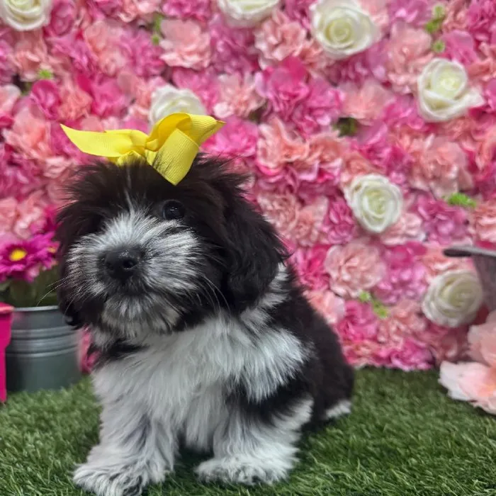Female Havanese Puppy for Sale in Saugus, MA