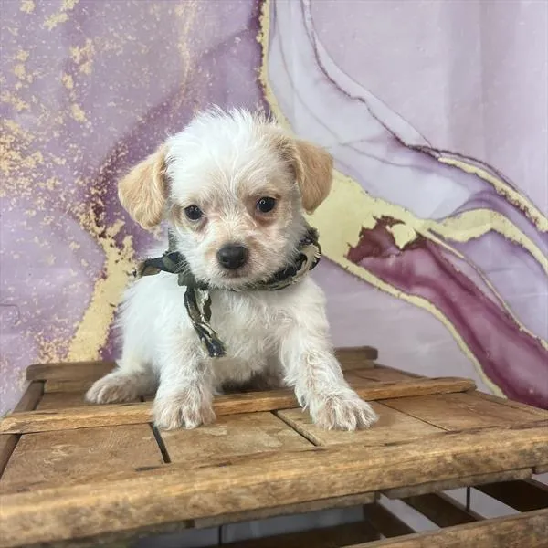 Chi-Poo For Sale | Pet Express Braintree
