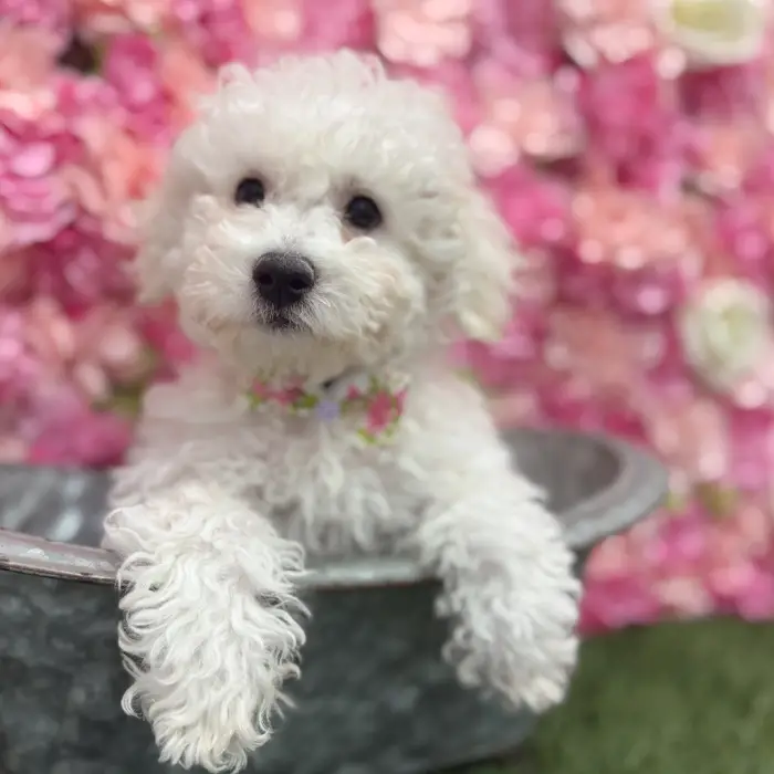 Male Bichon Frise Puppy for Sale in Braintree, MA