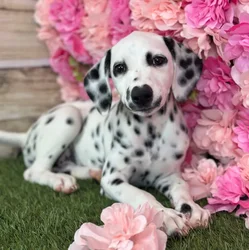 Female Dalmatian puppy named Lemon for sale at Pet Express Saugus.