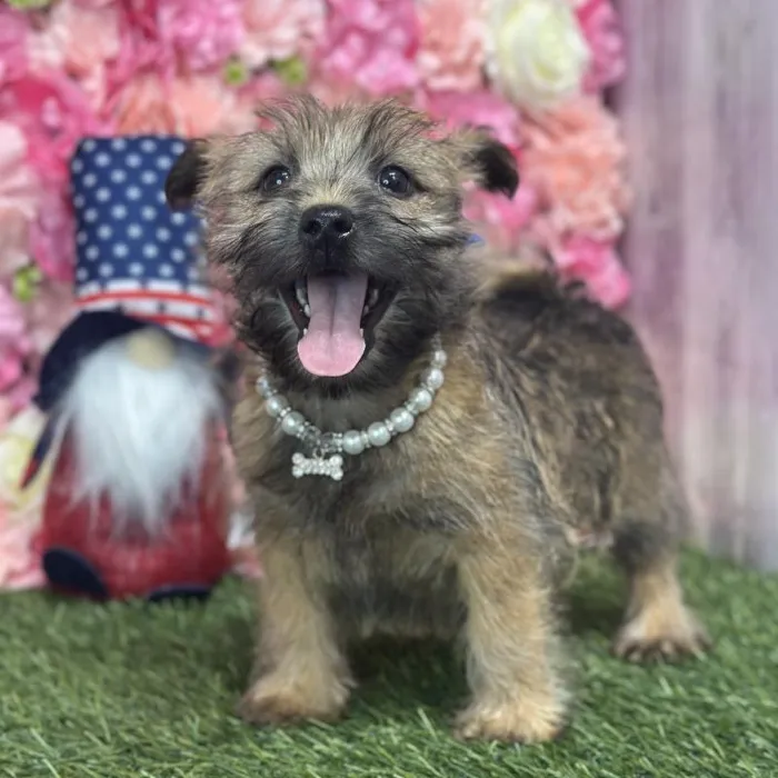 Female Cairn Terrier Puppy for Sale in Saugus, MA