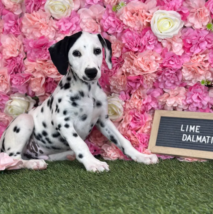 Male Dalmatian puppy named Lime for sale at Pet Express Saugus.