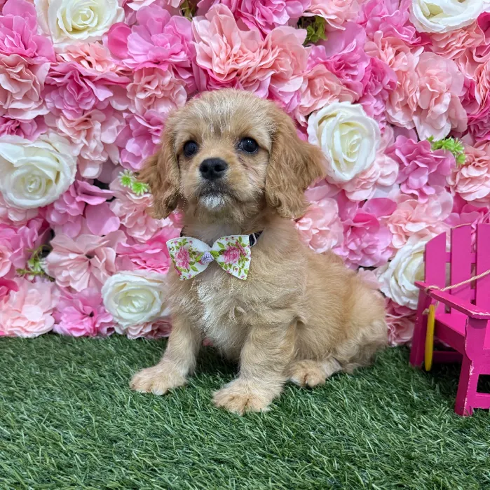 Male Cavapoo 2nd Gen Puppy for Sale in Braintree, MA