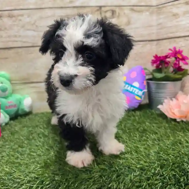Female Aussiechon Puppy for Sale in Braintree, MA