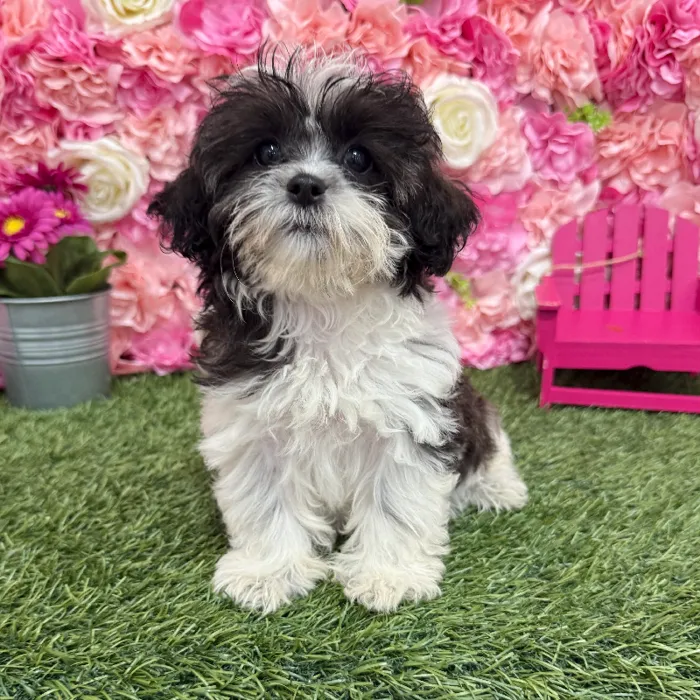 Female Shih-Poo Puppy for Sale in Braintree, MA