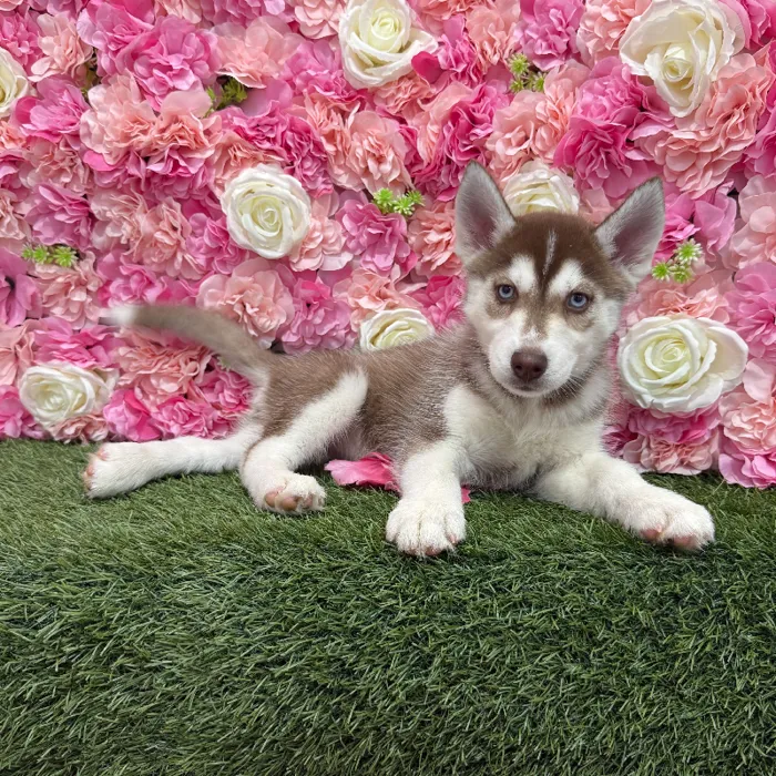 Female Siberian Husky Puppy for Sale in Braintree, MA