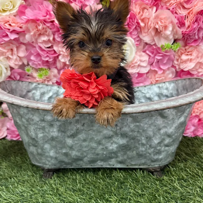 Female Yorkshire Terrier Puppy for Sale in Braintree, MA