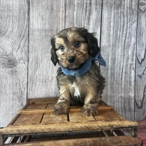 Male Cavanese puppy named Espresso for sale at Pet Express Braintree.