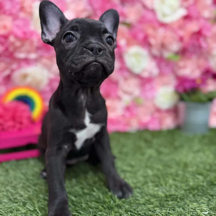 Female Froston Puppy for Sale in Braintree, MA