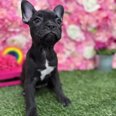 Female Froston Puppy for Sale in Braintree, MA