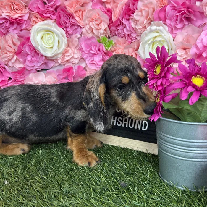 Male Dachshund puppy named Rocky for sale at Pet Express Braintree.