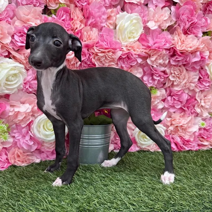 Female Italian Greyhound Puppy for Sale in Braintree, MA