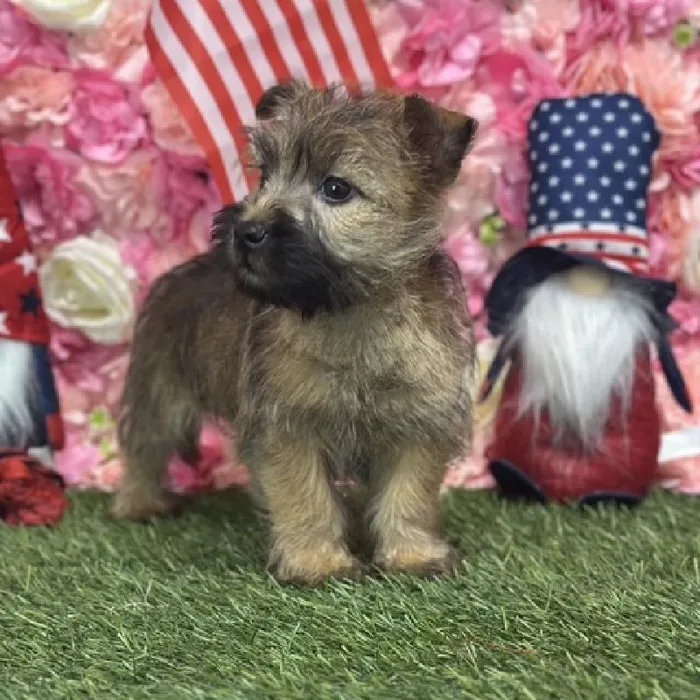 Male Cairn Terrier Puppy for Sale in Saugus, MA
