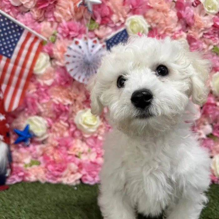 Female Bichon Frise Puppy for Sale in Saugus, MA